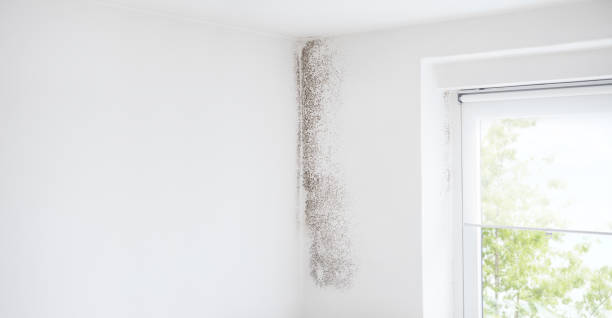 Best Mold-Related Health Consultation  in Jamestown, CA