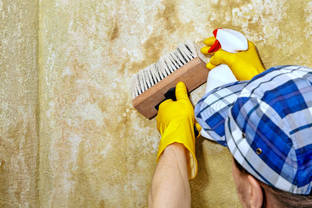 Trusted Jamestown, CA Mold Removal Experts