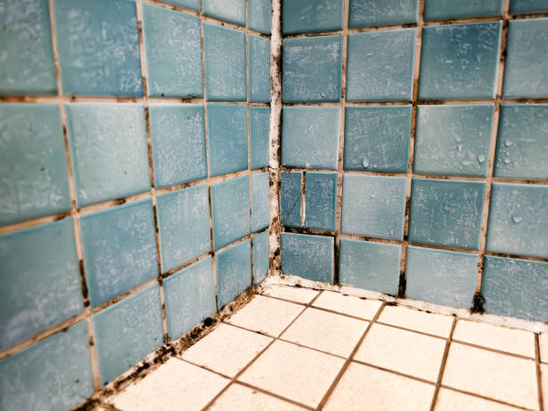 Best Basement Mold Removal  in Jamestown, CA