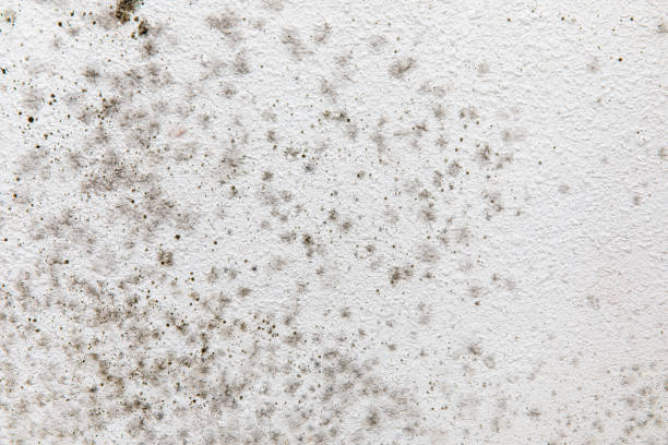 Best Asbestos and Lead Testing During Mold Inspection  in Jamestown, CA